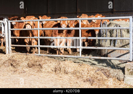 Herde junger Limousin Rindfleisch farren oder Ochsen mit zwei Kühen in einem offenen Scheune am Ende des Winters perring sehnsüchtig durch die Metallstangen, wie sie wa Stockfoto