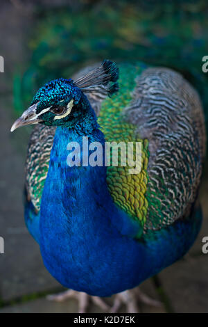 Indischen Pfauen (Pfau, Pavo cristatus) fotografierte in London, Vereinigtes Königreich Stockfoto