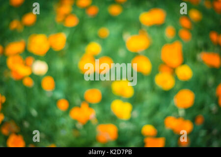 Kalifornischer Mohn (golden Poppy) in Kew Royal Botanic Gardens, London, Vereinigtes Königreich Stockfoto