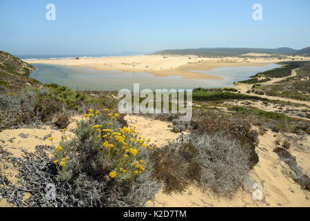 Curry (Helichrysum italicum picardii) Klumpen blühen auf Sand Dünen mit Blick auf Praia Bordeira Strand, Südost Alentejo und Costa Vicentina Nationalpark, Algarve, Portugal, August 2013 Stockfoto