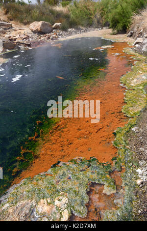 Thermischer Fluss, mit kochendem Wasser aus heißen Quellen gespeist, mit bunten Wucherungen und scummy Krusten von blau-grünen Algen, Heiße Quellen von Lisvori, Polychnitos, Lesbos/Lesbos, Griechenland, Mai 2013. Stockfoto