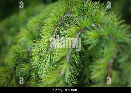 Larix decidua Europäische Lärche, Common Name in Kew Royal Botanic Gardens, London, Vereinigtes Königreich Stockfoto