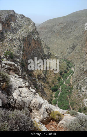 Landschaft von Zakros Schlucht, auch genannt die "Schlucht der Toten" aufgrund der Minoischen Höhle Bestattungen, mit vielen Oleanderbüsche (Nerium oleander) Blühende neben dem ausgetrockneten Bachbett, Kato Zakros, Sitia Natur Park, Lassithi, Kreta, Griechenland, Mai 2013. Stockfoto