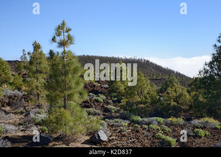Kanarische Kiefern (Pinus canariensis), endemisch auf die Kanarischen Inseln, zwischen den alten vulkanischen Lavaströme unterhalb den Berg Teide, Teide Nationalpark, Teneriffa, Kanarische Inseln, Mai.