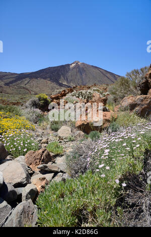 Fülle von endemischen Blumen einschließlich Strauchigen scabious (Pterocephalus lasiospermus), Teide Mauerblümchen (erysimum Scoparium), Teide klebrige Besen (Adenocarpus viscosus) und Teide Broom (Spartocytisus supranubius weiß), die an den vulkanischen Hänge auf Europas höchste Berg El Teide, Teneriffa, Mai. Stockfoto