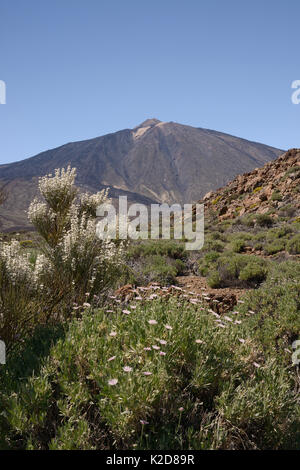 Strauchigen scabious (Pterocephalus lasiospermus) und Teide Broom (Spartocytisus supranubius Weiße) Blüte an den Hängen des Mount Teide Nationalpark Teide, Teneriffa, Mai. Stockfoto