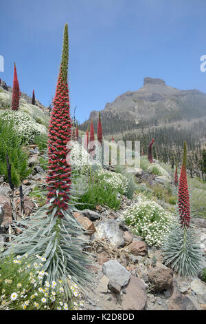 Drei Meter hohen Teide bugloss (Echium wildpretii) Blühende Spikes und Büschel des Teide Marguerite (Argyranthemum Teneriffae) auf misty Berghang, der Nationalpark Teide, Teneriffa, Kanarische Inseln, Mai. Stockfoto