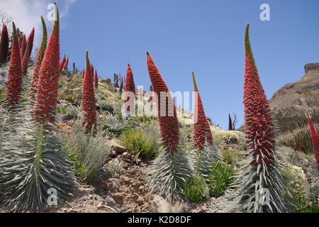 Drei Meter hohen Teide bugloss (Echium wildpretii) Blühende Stacheln am Berghang, der Nationalpark Teide, Teneriffa, Kanarische Inseln, Mai. Stockfoto