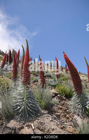 Drei Meter hohen Teide bugloss (Echium wildpretii) Blühende Stacheln am Berghang, der Nationalpark Teide, Teneriffa, Kanarische Inseln, Mai. Stockfoto