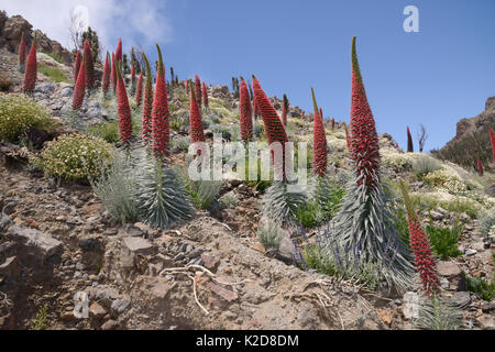 Drei Meter hohen Teide bugloss (Echium wildpretii) Blühende spikes neben Büschel des Kanarischen catmint/Teide catmint (Nepeta teydea teydea var.) und Teide Margeriten / Teneriffa Gänseblümchen (Argyranthemum Teneriffae) am Berghang, der Nationalpark Teide, Teneriffa, Kanarische Inseln, Mai. Stockfoto