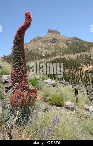 Drei Meter hohen Teide bugloss (Echium wildpretii) Blühende Spike und Kanarischen catmint/Teide catmint (Nepeta teydea teydea var.) am Berghang, der Nationalpark Teide, Teneriffa, Kanarische Inseln, Mai. Stockfoto