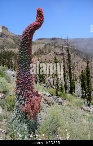 Drei Meter hohen Teide bugloss (Echium wildpretii) Blühende Spike auf misty Berghang, der Nationalpark Teide, Teneriffa, Kanarische Inseln, Mai. Stockfoto