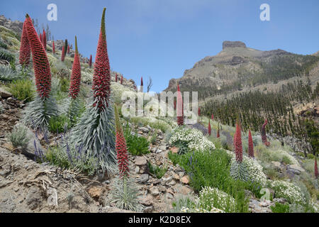 Drei Meter hohen Teide bugloss/Turm von Juwelen/Rote Tajinaste (Echium wildpretii) Blühende spikes neben Büschel des Kanarischen catmint/Teide catmint (Nepeta teydea teydea var.) und Teide Margeriten / Teneriffa Gänseblümchen (Argyranthemum Teneriffae) am Berghang, der Nationalpark Teide, Teneriffa, Kanarische Inseln, Mai. Stockfoto