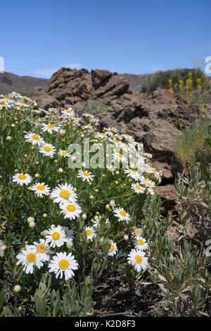 Büschel des Teide Margeriten / Teneriffa Gänseblümchen (Argyranthemum Teneriffae) und Teide Stroh (Descourainia bourgaeana), endemisch auf Teneriffa, blühende unter alten Lavaströme an den Hängen des Vulkan El Teide, Teide Nationalpark, Teneriffa, Mai. Stockfoto