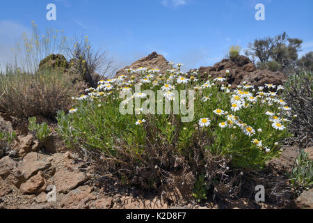 Büschel des Teide Margeriten / Teneriffa Gänseblümchen (Argyranthemum Teneriffae) und Teide Stroh (Descourainia bourgaeana), endemisch auf Teneriffa, blühende unter alten Lavaströme an den Hängen des Vulkan El Teide, Teide Nationalpark, Teneriffa, Mai. Stockfoto