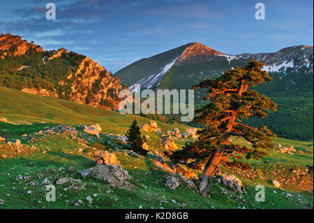 Sunlit Cuirassed Kiefer (Pinus leucodermis) auf Piana del Pollino auf Serra delle Ciavole mit Serra Dolcedorme, Nationalpark Pollino, Italien. Mai 2009. Stockfoto