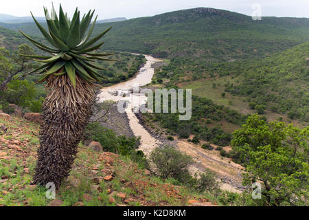 Berg Aloe (Aloe marlothii) und Landschaft, Fugatives Drift, KwaZulu-Natal, Südafrika/ Stockfoto