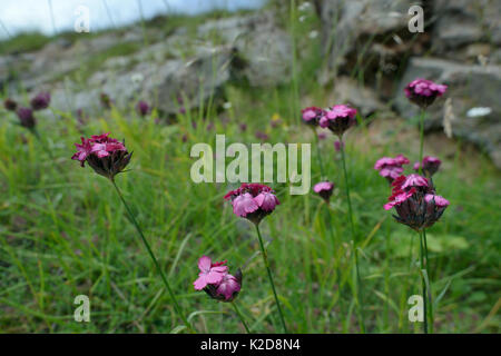 Kartäuser Rosa/Cluster-headed Rosa (Dianthus carthusianorum) Blühende unter Kalksteinfelsen auf dem Berg Maglic, Nationalpark Sutjeska, Bosnien und Herzegowina, Juli. Stockfoto