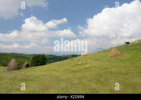 Traditionelle Handarbeit Heuballen und ortsgebundene Pferd (Equus caballus) auf Almwiese auf Piva Hochplateau (Pivska planina), in der Nähe von Trsa, Pia Berge, Montenegro, Juli 2014. Stockfoto