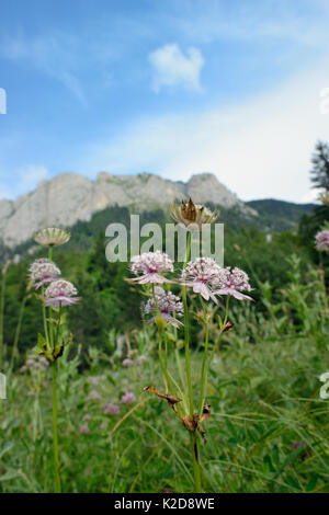 Große masterwort (astilbe) Blüte im alpinen Wiesen an den Hängen des Mount Maglic, Bosniens höchster Gipfel, Nationalpark Sutjeska, Bosnien und Herzegowina, Juli. Stockfoto