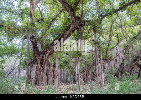 Indische Banyan Tree (Ficus benghalensis) im Dschungel Lebensraum, Ranthambhore Nationalpark, Rajasthan, Indien, Mai Stockfoto