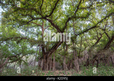 Indische Banyan Tree (Ficus benghalensis) im Dschungel Lebensraum, Ranthambhore Nationalpark, Rajasthan, Indien, Mai Stockfoto