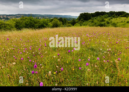 (Anacamptis pyramidalis) auf Flächen von Ackerland wieder Reiche Grünland, Syreford, Gloucestershire, Großbritannien wildflower. Juli 2015. Stockfoto