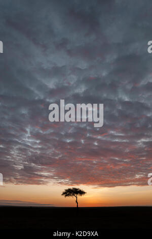 Akazie bei Sonnenaufgang auf Savannah, Masai Mara, Kenia Stockfoto