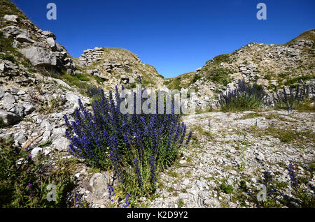 Der Viper bugloss (Echium vulgare) in Blume in Kingbarrow Steinbruch, Portland, Dorset, Großbritannien. Juli Stockfoto