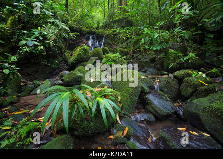 Stream läuft durch den tropischen Regenwald premontane, zentrale Karibik Ausläufern, Costa Rica Stockfoto