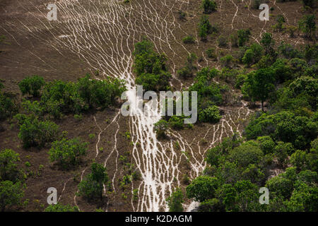 Luftaufnahme von Vieh Wanderwege auf Rupununi Savanne, Guyana, Südamerika Stockfoto