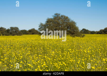 Pampas Grünland in Blume mit Calden Baum (Prosopis caldenia) Abstand, La Pampa, Argentinien Stockfoto