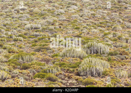 Cardon (Euphorbia canariensis) und andere sukkulenten Pflanzen, wachsen auf Lavastrom, Punta de Teno, Teneriffa, Kanarische Inseln, Spanien. Stockfoto