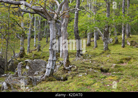 Eiche Wald mit Moosen, in der Nähe von Dolgellau, Snowdonia, North Wales, UK Oktober Stockfoto