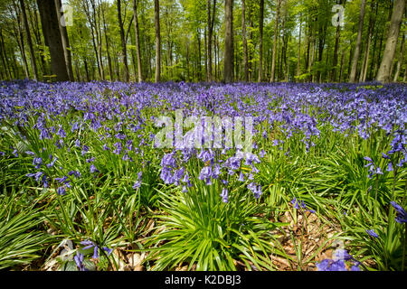 Bluebells (Hyacinthoides non-scripta) West Woods, in der Nähe von Marlborough, Wiltshire, Großbritannien Stockfoto