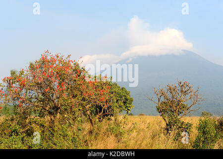 Mount Nyiragongo rauchen - eine von mehreren aktiven Vulkane im Vulkan Virunga Massiv, Demokratische Republik Kongo, Afrika. Juli 2016 Stockfoto