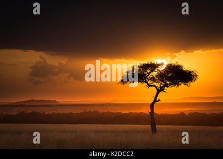 Sonnenuntergang über der Savanne Landschaft Bild mit einem einsamen (Acacia) Baum, Masai Mara NR, Kenia Stockfoto