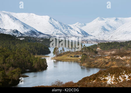 Birke (Betula pendula) und Gemeine Kiefer (Pinus sylvestris) Wald um Loch Affric, Glen Affric, Highlands, Schottland, UK April Stockfoto