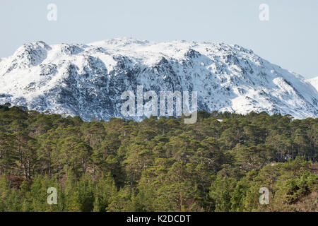 Birke (Betula pendula) und Gemeine Kiefer (Pinus sylvestris) Wald um Loch Beinn a' Mheadhoin, Glen Affric, Highlands, Schottland, UK April Stockfoto