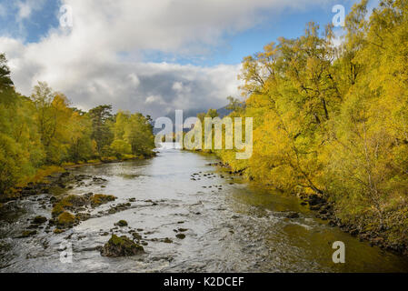 Birke (Betula pendula) und Gemeine Kiefer (Pinus sylvestris) Wald am Fluss Affric, Glen Affric, Highlands, Schottland, UK Oktober Stockfoto