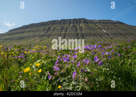 Wald-storchschnabel/Blagresi (Geranium sylvaticum), Hornvik, Hornstrandir, Island. Juli Stockfoto