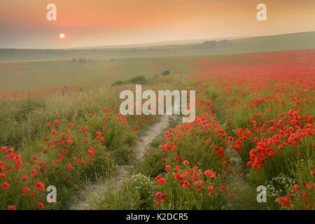 Ferner Sonnenuntergang über Feld voller Mohnblumen, in der Nähe von Brighton, Sussex, England, UK. Juli 2013. Stockfoto