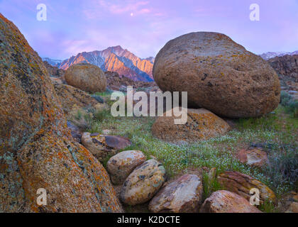 Riesigen Granitfelsen im Frühjahr Landschaft mit Lone Pine Peak, von der aufgehenden Sonne beleuchtet. Alabama Hills in der Nähe von Lone Pine, Kalifornien, USA, März. Stockfoto