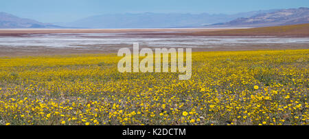 Death Valley in der Masse der Blumen der Wüste Gold (Geraea canescens) nach El Nino Regen, Death Valley, Kalifornien, USA, Februar 2016 abgedeckt Stockfoto