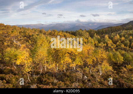 Silver Birch (Betula pendula) Bäume im Herbst, Cairngorms National Park, Schottland, Großbritannien, Oktober 2014. Stockfoto