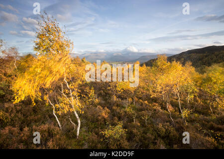 Silver Birch (Betula pendula) Bäume im Herbst, Cairngorms National Park, Schottland, Großbritannien, Oktober 2014. Stockfoto