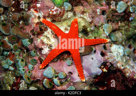 Fromia Sea Star, Irian Jaya, Indonesien, Banda See, Pazifischer Ozean Stockfoto