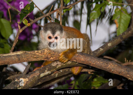 Little Red-backed Totenkopfäffchen Stockfoto