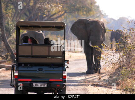 Dumme Touristen zu nahe an eine Herde von Elefanten im Mosi-oa-Tunya National Park, Sambia. Stockfoto