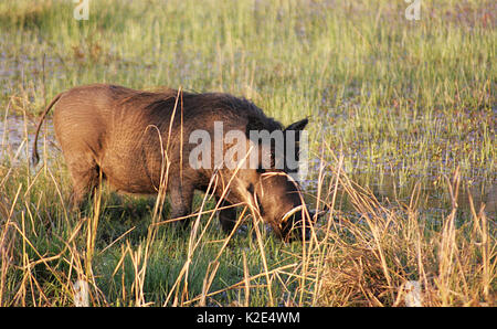 Wilde Warzenschwein im Mosi-oa-Tunya National Park, Sambia Stockfoto